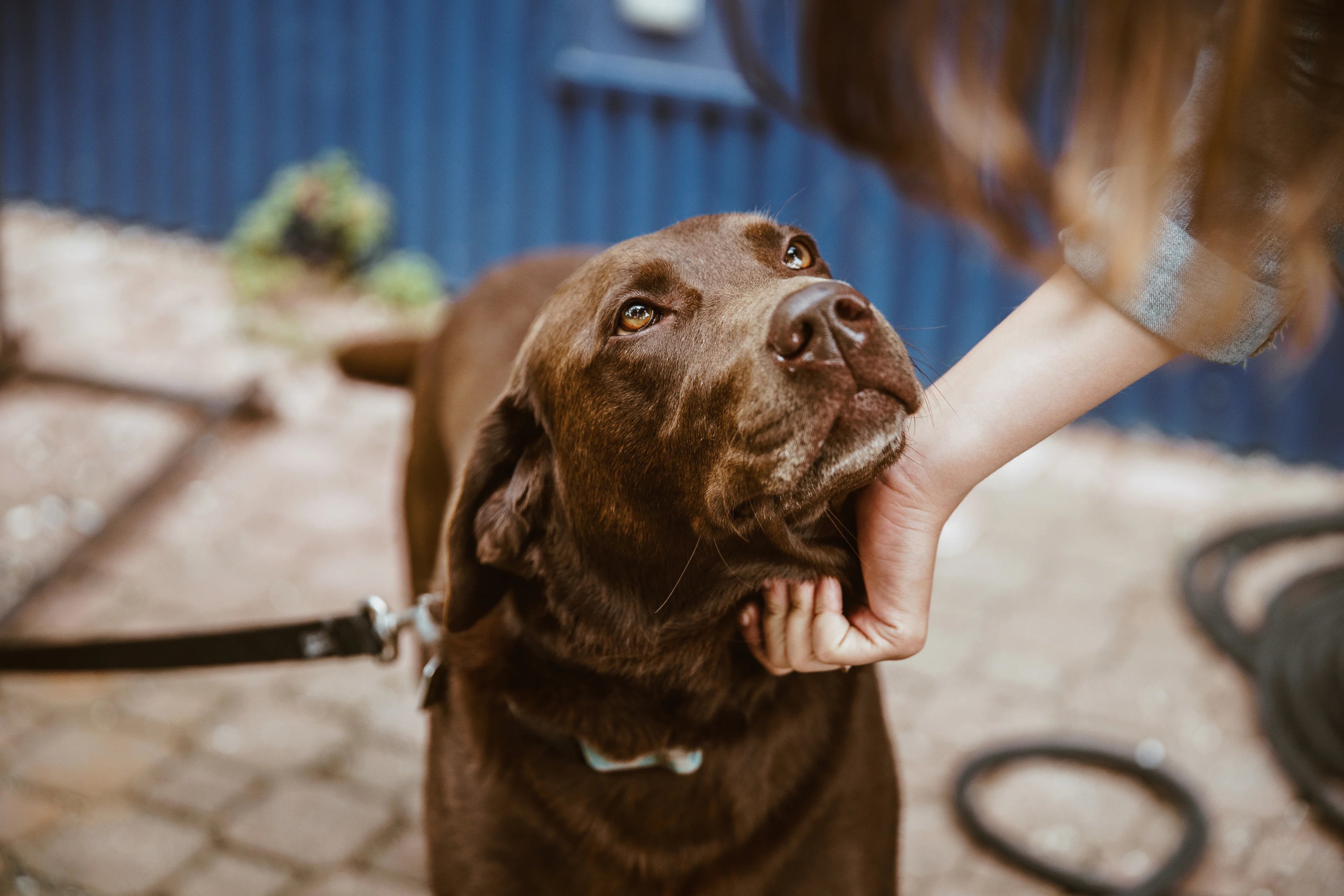 files/chocolate-lab-dog.webp